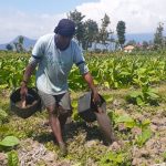 Program Pupuk Bersubsidi Membuat Petani Malah Kesulitan, Kok Bisa?
