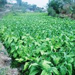 Harga Pupuk Melambung Petani Kelabakan