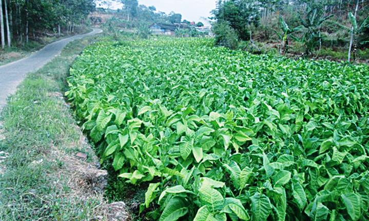 Harga Pupuk Melambung Petani Kelabakan Harga Pupuk Melambung Petani Kelabakan