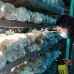 Dante Sulap Garasi jadi Tempat Budidaya Jamur Tiram dengan Omset Menggiurkan