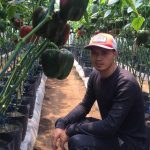 Petani Paprika di KBB Keluhkan Harga Jual dan Permintaan Anjlok