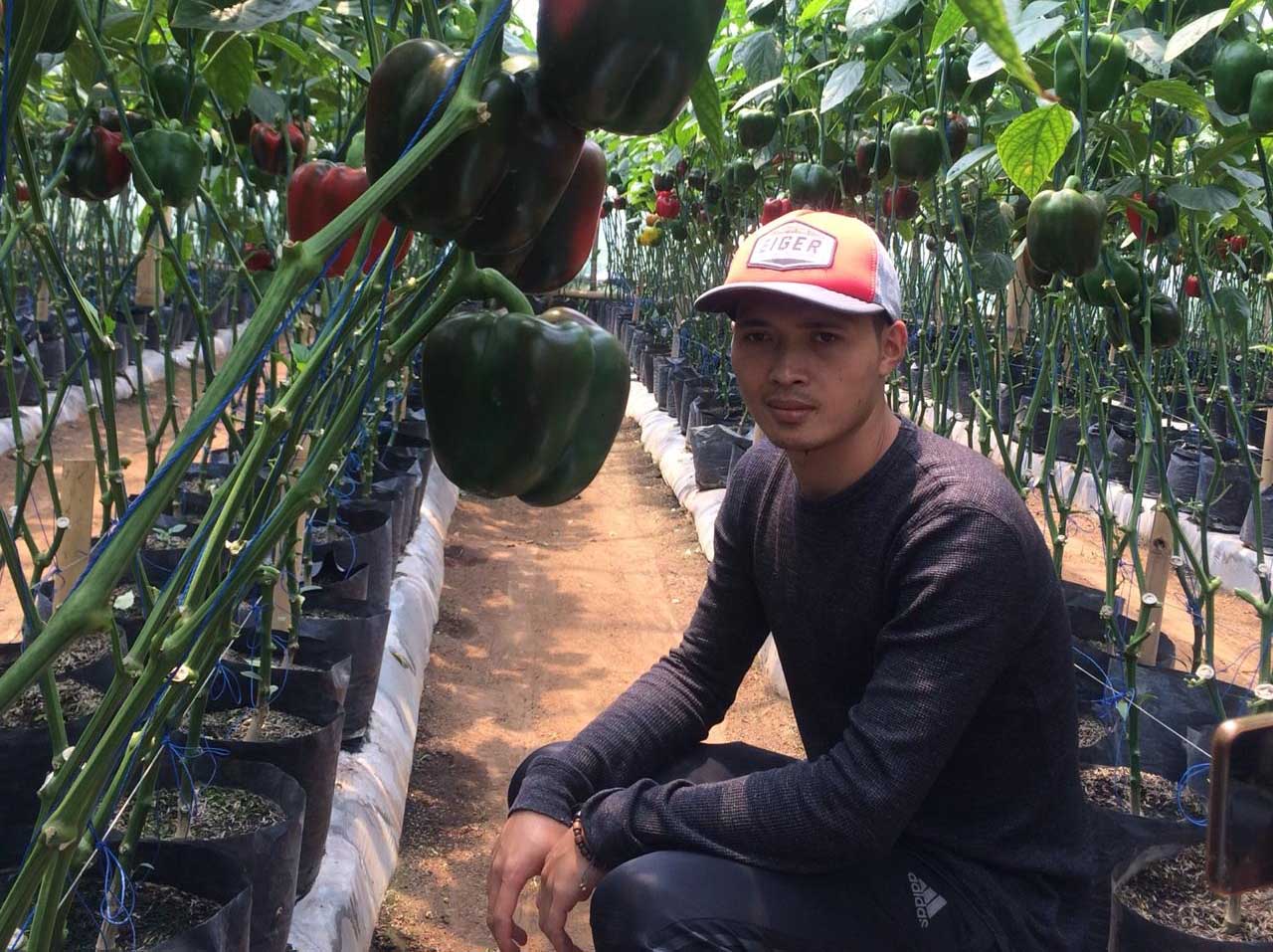 Petani Paprika di KBB Keluhkan Harga Jual dan Permintaan Anjlok Petani Paprika di KBB Keluhkan Harga Jual dan Permintaan Anjlok