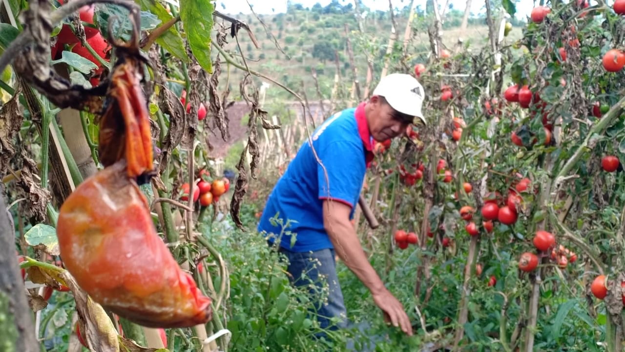 ASN KBB Siap Borong Sayuran dari Petani