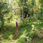 hewan misterius itu sejak seminggu lalu . Dimana, hewan tersebut menyerupai macan, namun ada juga yang menyebut hewan musang
