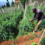 Seorang petani tomat di Kawasan Bandung Utara saat memelihara tanaman pertaniannya agar tetap tumbuh. (ILUSTRASI)
