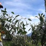 Petani Kabupaten Bandung Butuh Peran Serta Pemerintah