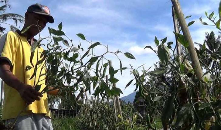 Petani Kabupaten Bandung Butuh Peran Serta Pemerintah Petani Kabupaten Bandung Butuh Peran Serta Pemerintah