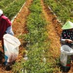 Ciptakan Petani di Tengah Pandemi