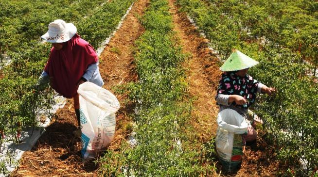 Ciptakan Petani di Tengah Pandemi