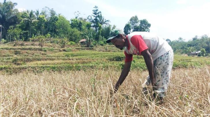 Pemilihan Komoditas dalam Program Petani Milenial