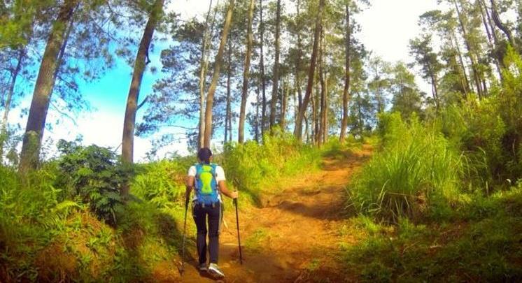 NIKMATI ALAM Seorang warga saat mengelilingi hutan di bawah Gunung Tangkuban Parahu. Kini, dikabarkan hutan tersebut terbakar. (FOTO ILUSTRASI)