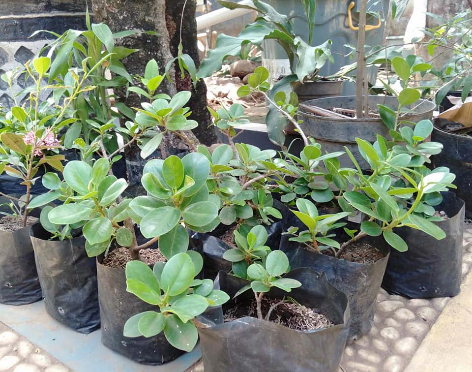 Dukung Ketahanan Pangan, Warga di KBB Galakan Tanam Sayur di Polybag