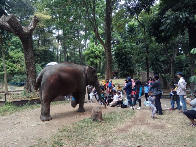 Liburan di Masa Pandemi Covid-19 Kebun Binatang Bandung Ramai Dikunjungi Wisatawan