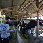 Frisian Flag Bina Peternak Sapi untuk Tingkatkan Kualitas Produksi Susu