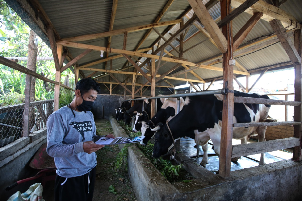 Frisian Flag Bina Peternak Sapi untuk Tingkatkan Kualitas Produksi Susu