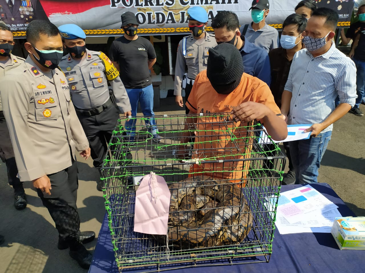 Orang yang Ancam Kadis PUPR dengan Bawa Ular Piton Ternyata Mantan Tim Sukses Aa Umbara