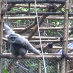 Tiga Pasang Owa Jawa Dilepas di Hutan Gunung Malabar