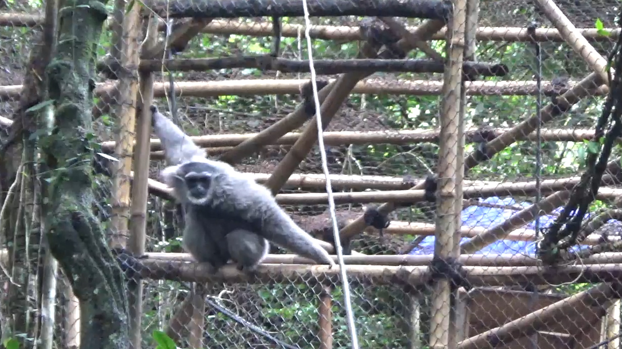 Tiga Pasang Owa Jawa Dilepas di Hutan Gunung Malabar Tiga Pasang Owa Jawa Dilepas di Hutan Gunung Malabar