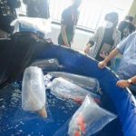 PASTIKAN KUALITAS: Wali Kota Bandung, Oded M. Danial melihat-lihat kualitas ikan yang dijajakan para pedagang ikan hias usai meresmikan sentral ikan koi di sekitar Gedebage.