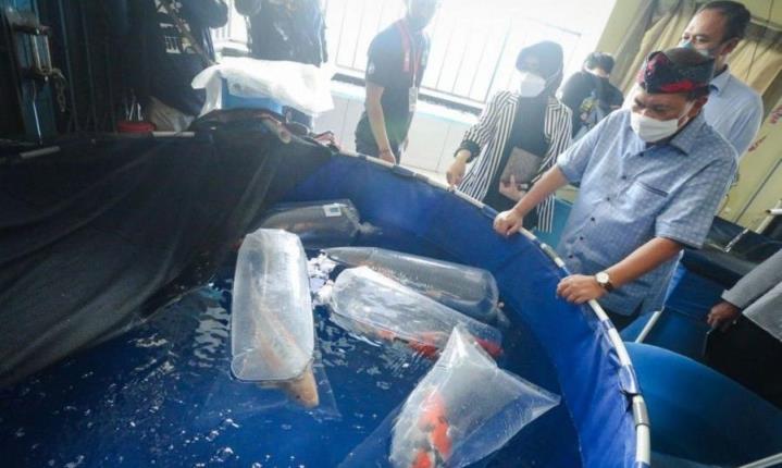 Oded Inginkan Bursa Ikan Gedebage Hias Dapat Geliatkan Ekonomi PASTIKAN KUALITAS: Wali Kota Bandung, Oded M. Danial melihat-lihat kualitas ikan yang dijajakan para pedagang ikan hias usai meresmikan sentral ikan koi di sekitar Gedebage.