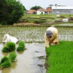 Berdasarkan Cuaca, Akhir Tahun Baik Untuk Tanam Padi