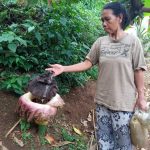 Bunga Bangkai Tumbuh di Cangkuang Kabupaten Bandung