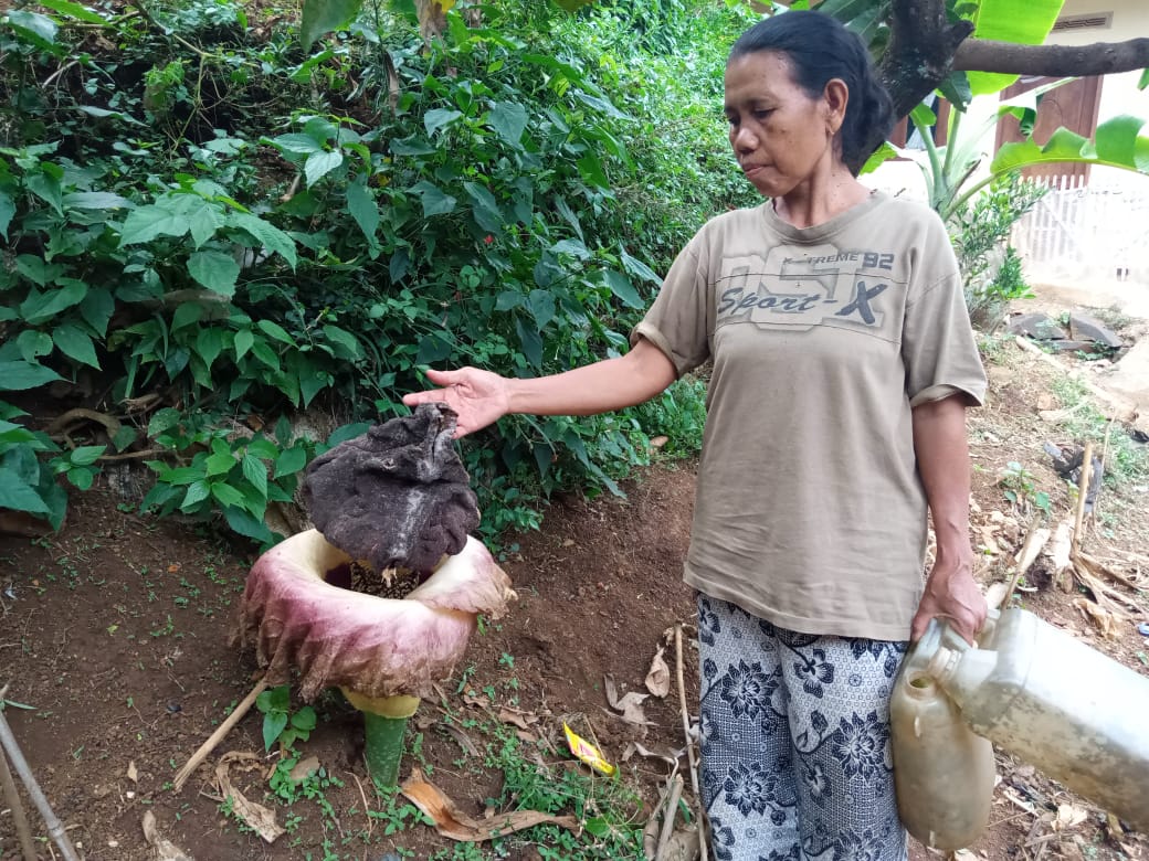 Bunga Bangkai Tumbuh di Cangkuang Kabupaten Bandung