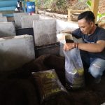 Mengais Rezeki dari Kotoran Hewan Ternak