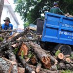 Pengawasan DPKP3 Kota Bandung Terhadap Pohon di Pinggir Jalan Lemah
