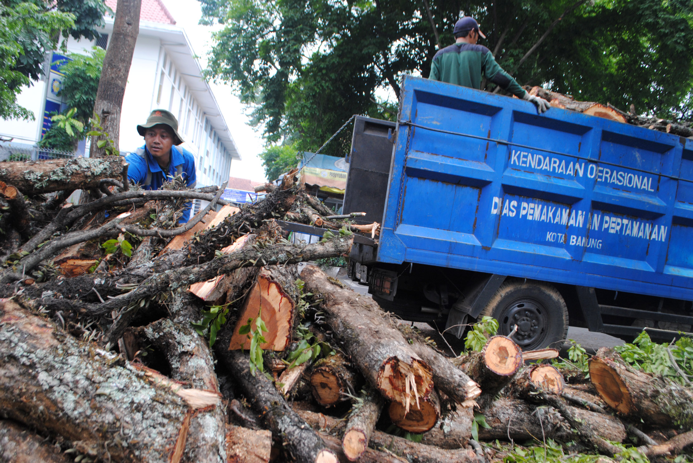 Pengawasan DPKP3 Kota Bandung Terhadap Pohon di Pinggir Jalan Lemah Pengawasan DPKP3 Kota Bandung Terhadap Pohon di Pinggir Jalan Lemah