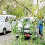 Pohon Tumbang, Timpa Dua Mobil di Sumedang