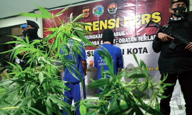 Polisi Temukan Lahan Ganja