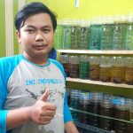 Geluti Ikan Hias Cupang Saat Pandemi, Dari Hobi Jadi Bisnis Menguntungkan