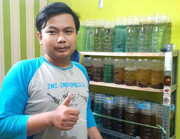 Geluti Ikan Hias Cupang Saat Pandemi, Dari Hobi Jadi Bisnis Menguntungkan