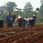 Perkuat Ketahanan Pangan, Dedi Ajak Masyarakat Galakan Tanam Padi Gogo