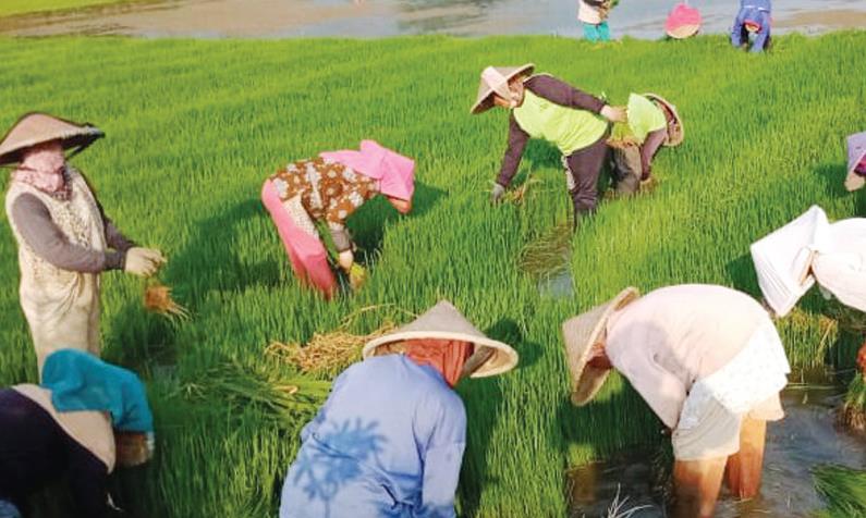 Ironis, Penyuluh Pertanian Semakin Berkurang