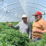 Menghalalkan Mariyuana