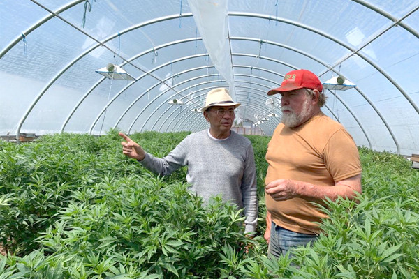 Menghalalkan Mariyuana Menghalalkan Mariyuana