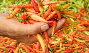 Harga Cabai di Bekasi Tembus Rp150 Ribu, Dinas Sebut Gagal Panen