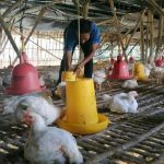 KeberadaanTernak Ayam Resahkan Warga