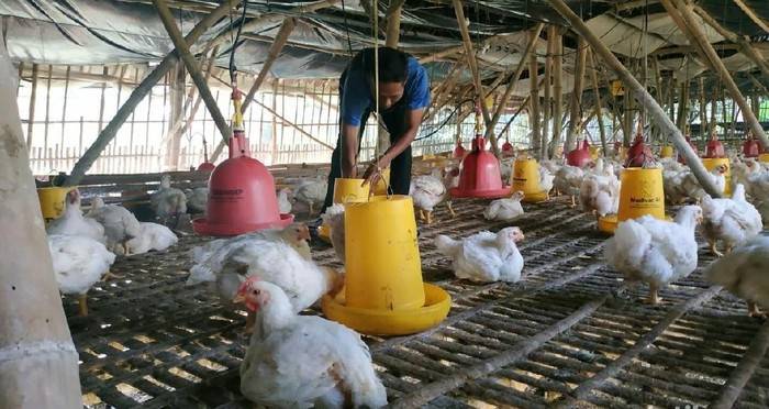 KeberadaanTernak Ayam Resahkan Warga