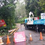 Puluhan Pohon Bertumbangan, Cuaca Ekstrem Ancam Kawasan Hutan Lembang