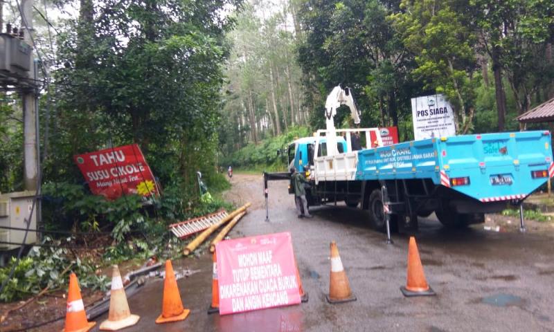 Puluhan Pohon Bertumbangan, Cuaca Ekstrem Ancam Kawasan Hutan Lembang
