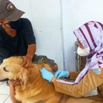 Covid Melonjak, Dispangtan Cimahi Hentikan Program Vaksinasi Rabies dan Flu Burung