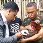 Hindari Virus, Unggas Baru Harus Pakai Surat Sehat