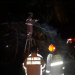 Beringin 15 Meter Roboh, Manglayang Sari Kerahkan TCT Damkar Kota Bandung dan Bandung Timur