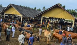 Ternak Lokal Khas Jabar, Sapi Pasundan yang Tergeser karena Alih Fungsi Lahan