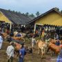 Ternak Lokal Khas Jabar, Sapi Pasundan yang Tergeser karena Alih Fungsi Lahan