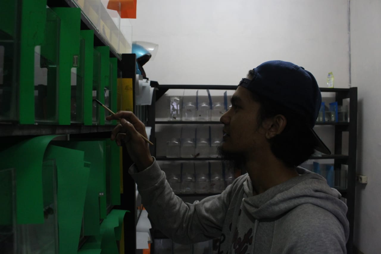 Lebih dari Sekadar Hobi, Ikan Cupang Juga Punya Nilai Ekonomi Tinggi