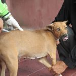 200 Vaksin Rabies Siap Disebar Dispangtan Cimahi